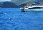 Maui Dolphin Encounters
