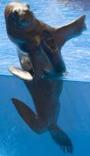 Swim with Sea Lions at Sea Life Park